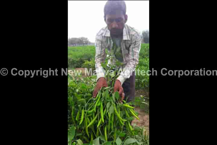 virocin h+ viricide for leaf curl virus in india